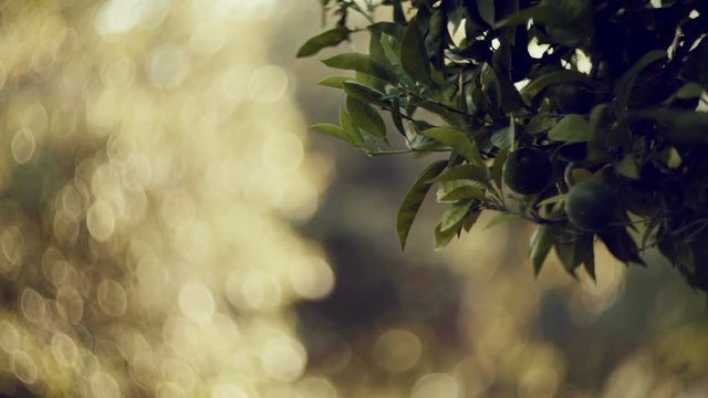 4K autumn foliage against sun, dreamy abstract oof details,cu