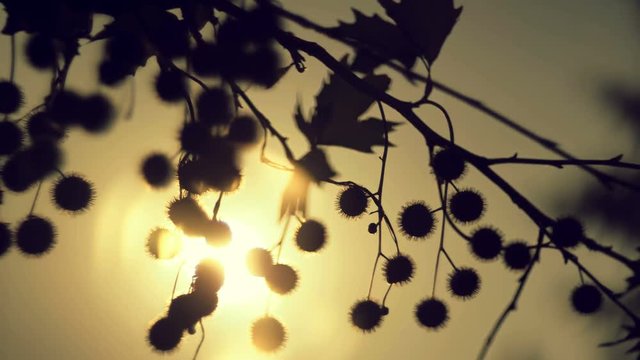 4K autumn foliage against sun, dreamy abstract oof details,cu