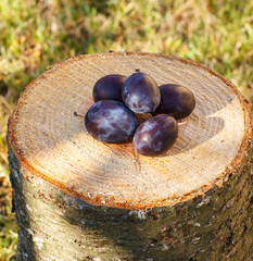 Plums on wooden stump in garden on sunny day
