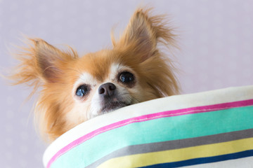 顔を出すチワワ