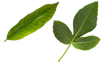 Fototapeta premium green leaf on a white