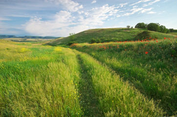 Lane in meadow