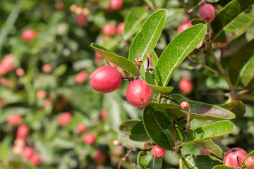 Carissa carandas L. herb's tree