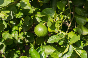 lemon green on tree