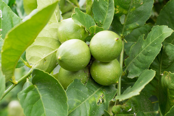 lemon green on tree