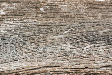 Obraz premium Old wood cracked texture..