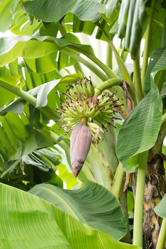 Banana Tree With Banana Blossom..