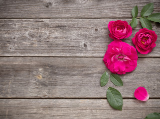red rose on wooden background