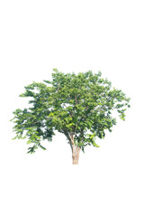 isolated tree on a white background