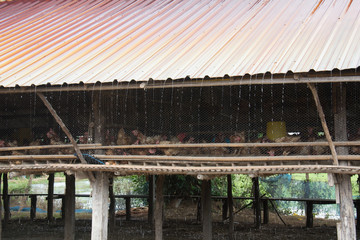 Fototapeta premium Chicken Farm.