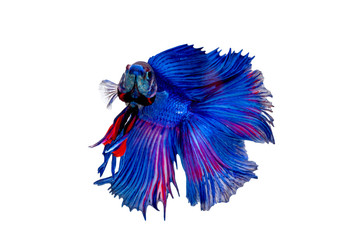 Red and blue siamese fighting fish.