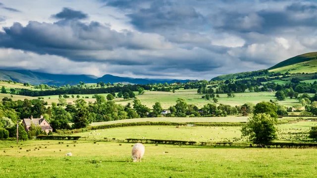 Pasture full of fast moving sheep in field, Scotland, United Kingdom, 4k, timelapse