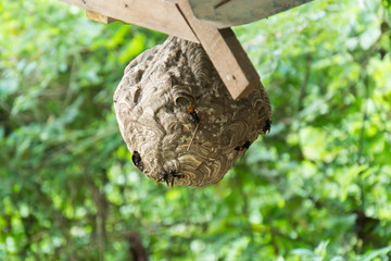 Wasp nest