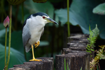 Adult black-crowned night heron hunting for food in lotus pond at Taipei Botanical Garden