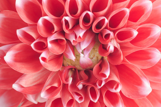 Closeup of a red and white dahlia flower