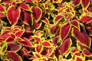 beautiful and bright flowers of the Coleus