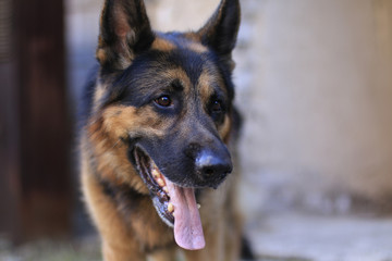 Dog german shepherd in a summer day