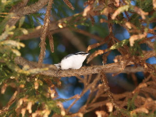 あどけない表情のゴジュウカラ