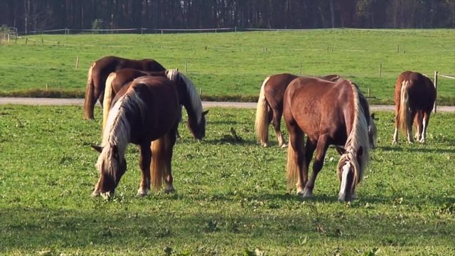 Chestnut Horses graze in an alpine field