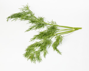 Dill green herb