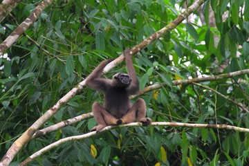Bornean Gibbon (Hylobates muelleri)