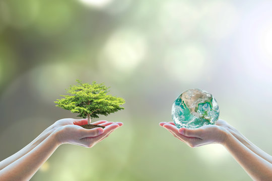 Eco-friendly earth, environmental saving with tree care planting and CSR go green concept on volunteering hands for World environment day. Element of the image furnished by NASA