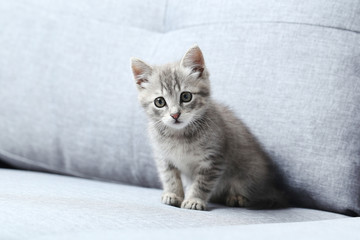 Naklejka na ściany i meble Beautiful little cat on a grey sofa