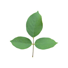 Green leaf isolated on white