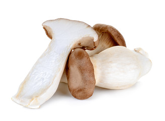 King Oyster mushroom isolated on the white background