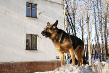 German shepherd dog on snow in winter day