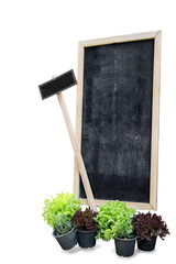 Blank blackboard or sign board and various of fresh organic in p