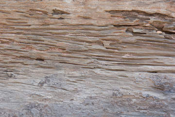 Naklejka na ściany i meble texture of traces of termites eat wood background