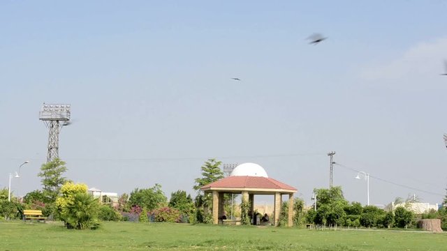 Pigeons fly away in a park