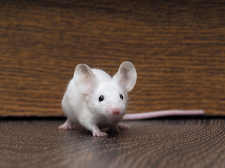 White mouse with red eyes sitting on the floor. Very long pink tail rodent © kozorog