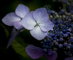 Beautiful colorful Summer hydrangea flower close up