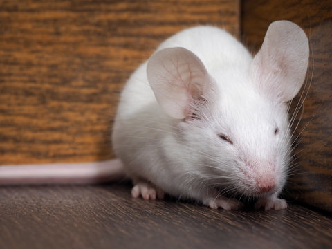 White mouse sits on the floor. Portrait of a rodent