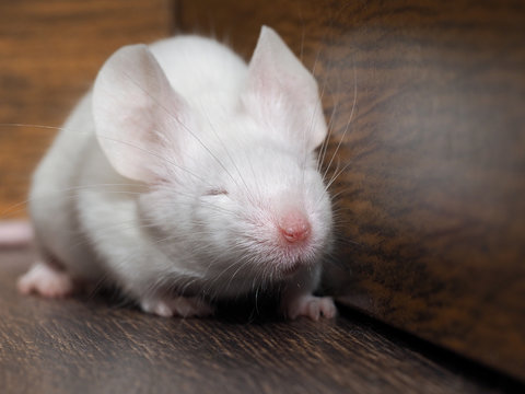 White mouse sits on the floor. Portrait of a rodent