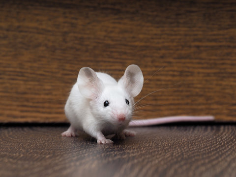 White Mouse Images – Browse 336,101 Stock Photos, Vectors, and Video |  Adobe Stock