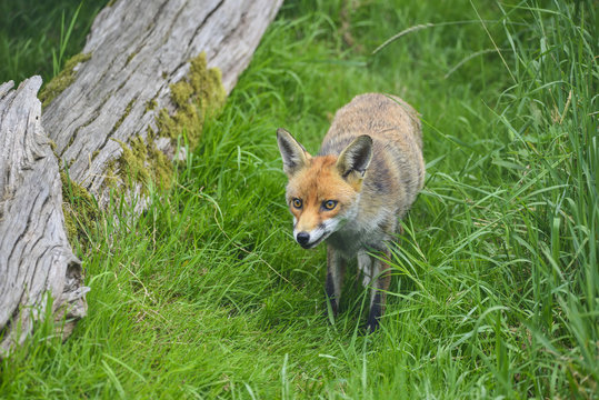Stunning image of red fox vulpes vulpes in lush Summer countrysi