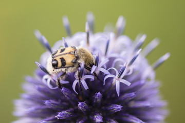 Beetle with stripes on the elytra thistle flower.