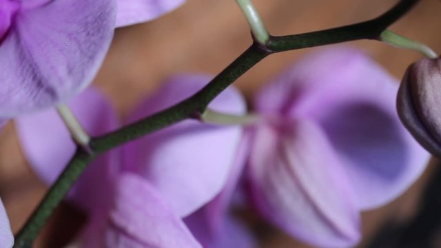 Orchidea