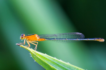 Orange damsel Flies on green leaf