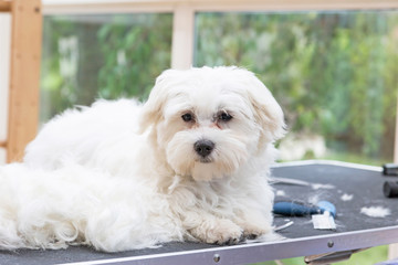 White Maltese dog is lying next to pile of hair on the grooming table and is looking at the camera. 