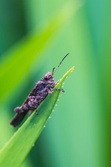 Grasshopper on green leaf