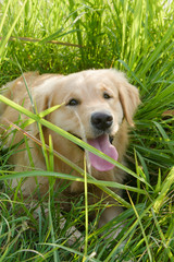 Portrait of a golden retriever in the grass