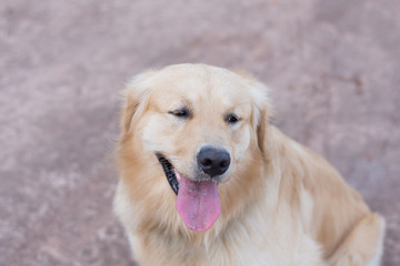 Portrait of a golden retriever dog