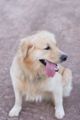 Portrait of a golden retriever dog