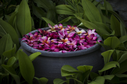 Fototapeta pot of purple flowers