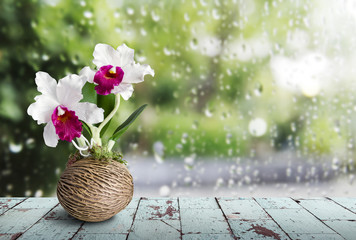 Cattleya orchid on wooden table in rainy day