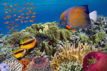 Fototapeta premium Tropical fish and Hard corals in the Red Sea